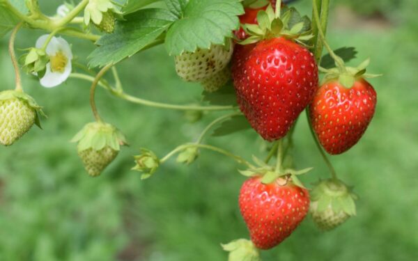 Braškių auginimo pagrindai: sužinokite, kaip pasirinkti vietą, kad augalai gerai peržiemotų