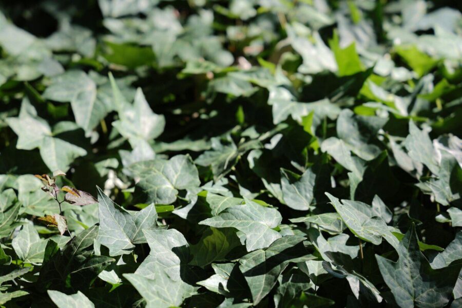 Pamiršta žolelė sugrįžta į virtuvę: nedidelis žiupsnelis gali pakeisti visą patiekalą