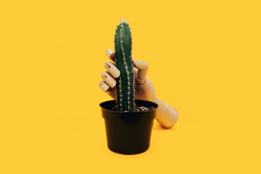 hand mannequin holding green cactus plant