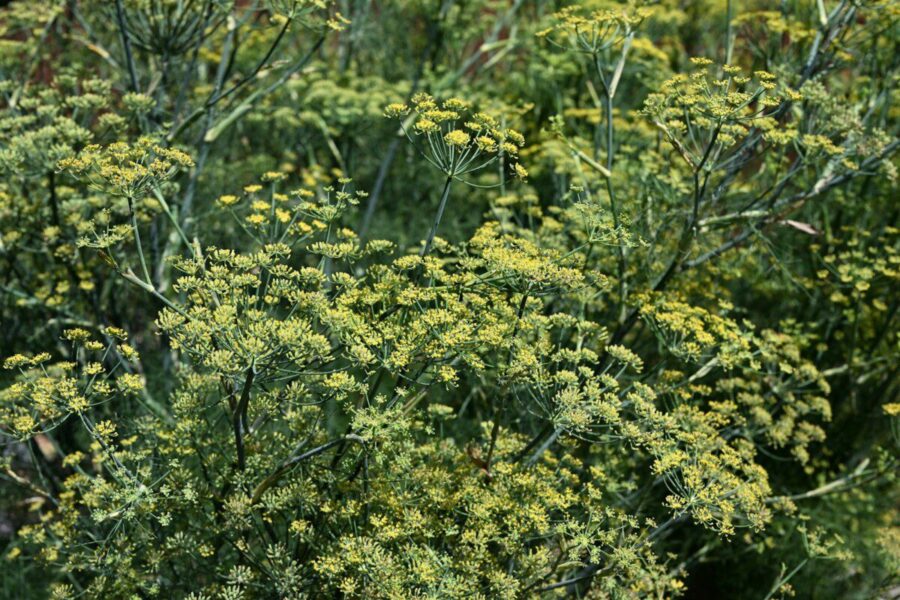 Maistinga ir universali daržo žvaigždė: pankolis gali nustebinti net patyrusius sodininkus