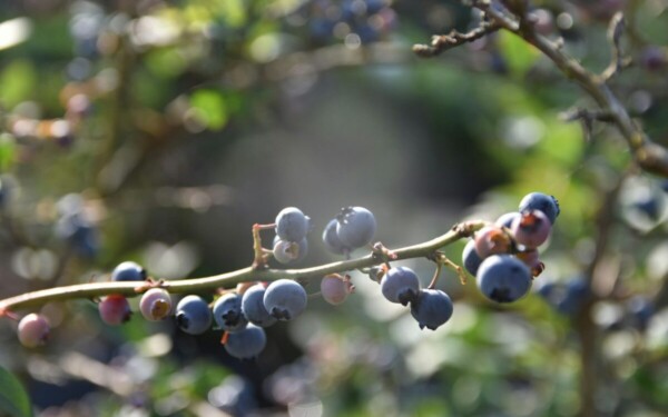 Tinkama šilauogių kaimynystė: sužinokite, ką sodinti šalia, kad derlius būtų gausesnis