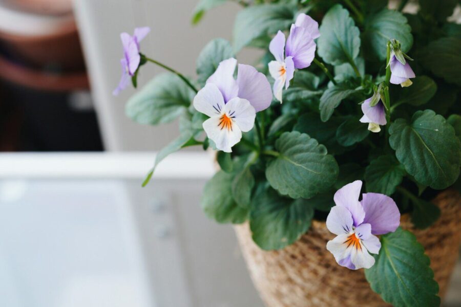 Nori spalvingo balkono dar ankstyvą pavasarį? Šias gėles sodink jau kovą