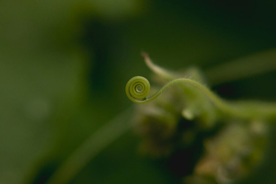 Agurkų daigų auginimas: daržininkai atskleidžia optimalų sėjos laiką ir kitus esminius patarimus