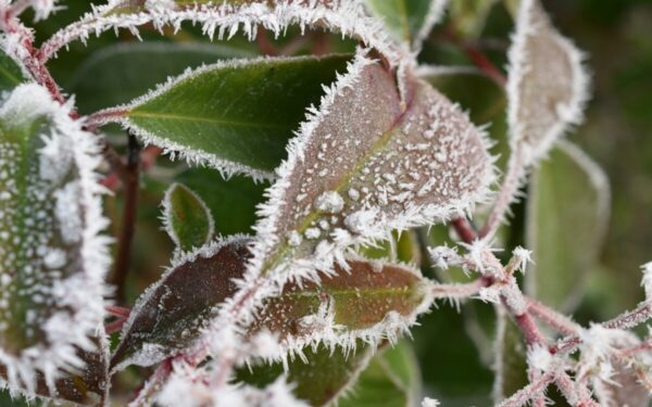 Pavasario orai gali apgauti: patarimai sodininkams, kaip apsaugoti gležnus daigus