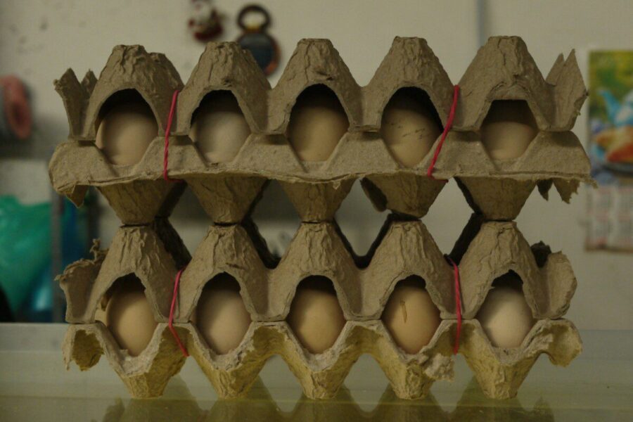 Kiaušinių dėklus metate lauk? Štai 3 netikėti panaudojimo būdai, kurie pravers namuose ir darže