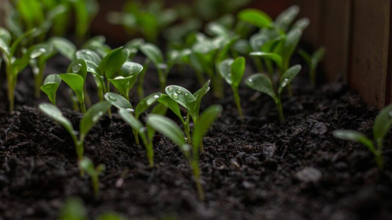 Vysta daigai? Sužinokite, kodėl juos reikia kasdien paglostyti, kad užaugtų tvirti
