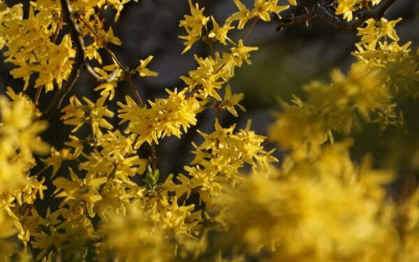 Forzitijos priežiūra pavasarį: sodininkų patarimai, ką daryti, kad ji žydėtų ilgiau ir ryškiau