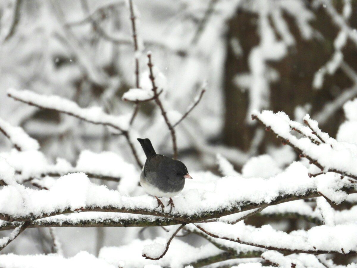 Žiemos išgyvenimo strategijos: sužinokite, kokie prisitaikymo mechanizmai saugo paukščių gyvybę