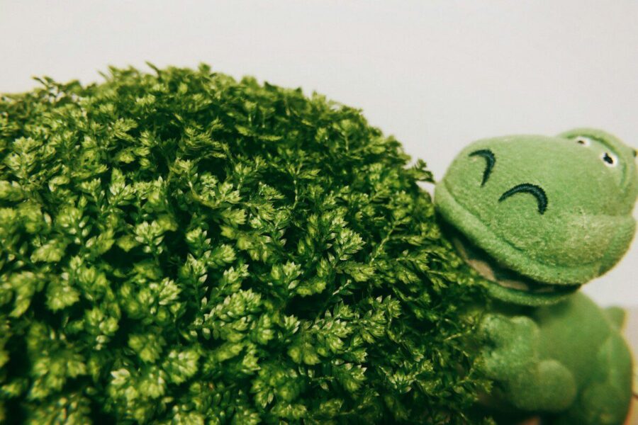 Kodėl vaikai nemėgsta brokolių? Sužinokite, ką apie vaikų skonį sako naujausi moksliniai tyrimai