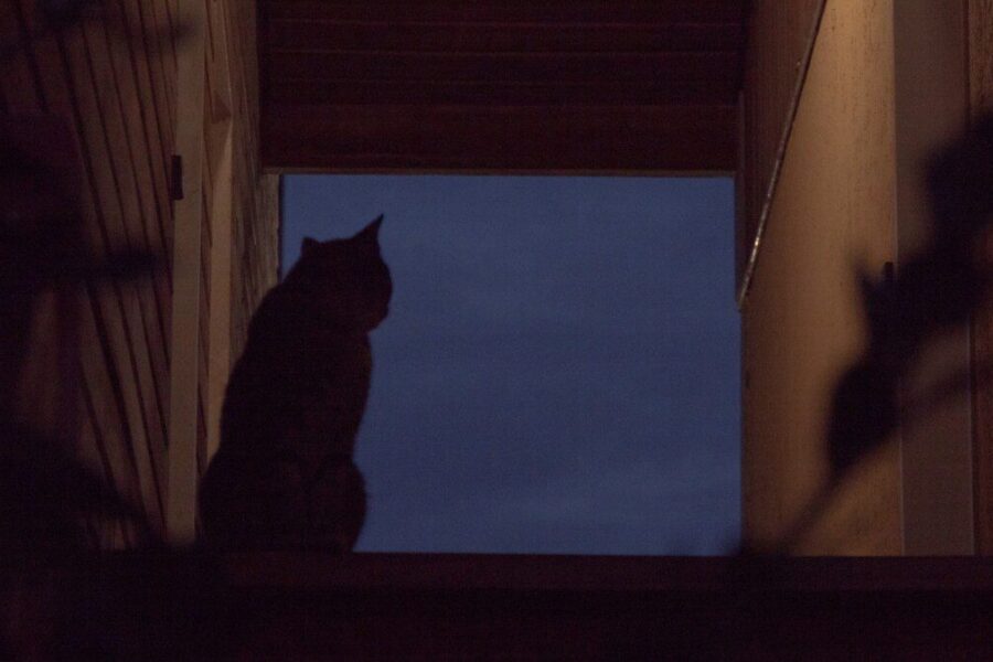 Katės puikiai jaučia, kada žmogus užmiega: mokslininkai paaiškino, kaip jos tai supranta