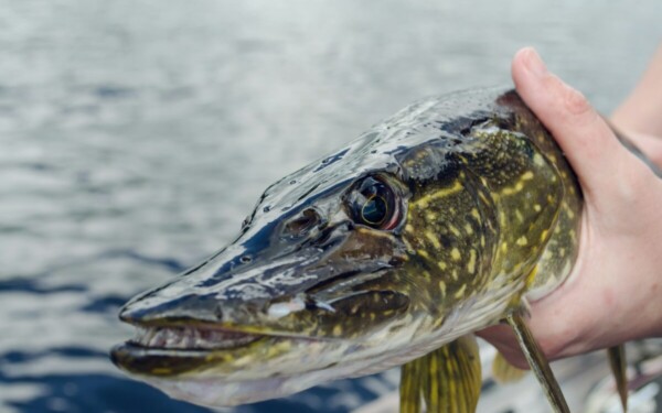 Vertinga žuvis, kurią daugelis pamiršo: lydekos nauda organizmui ir paprastos gaminimo idėjos