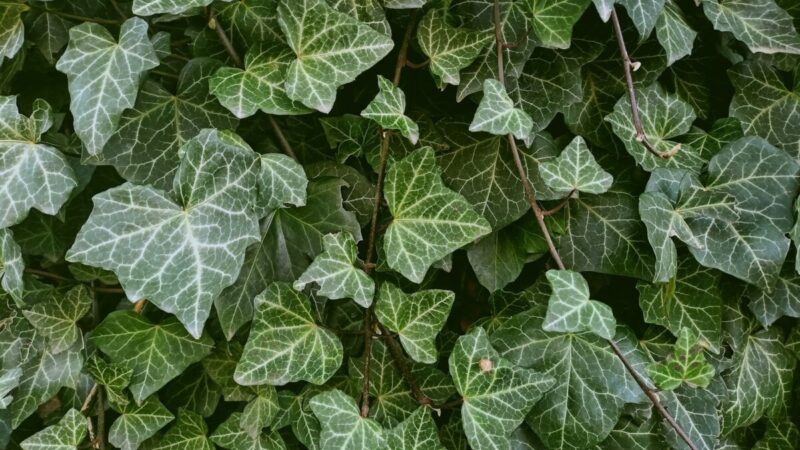 Gebenės priežiūra namuose: svarbiausi patarimai, kaip sustiprinti augalą be chemijos