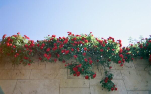 Genėjimo gudrybės sveikam ir gausiam augimui: sužinokite, kaip prižiūrėti vijoklines rožes