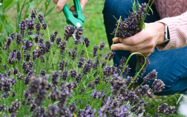 Gydytojai skambina pavojaus varpais: viena dažna klaida darže gali kainuoti sveikatą