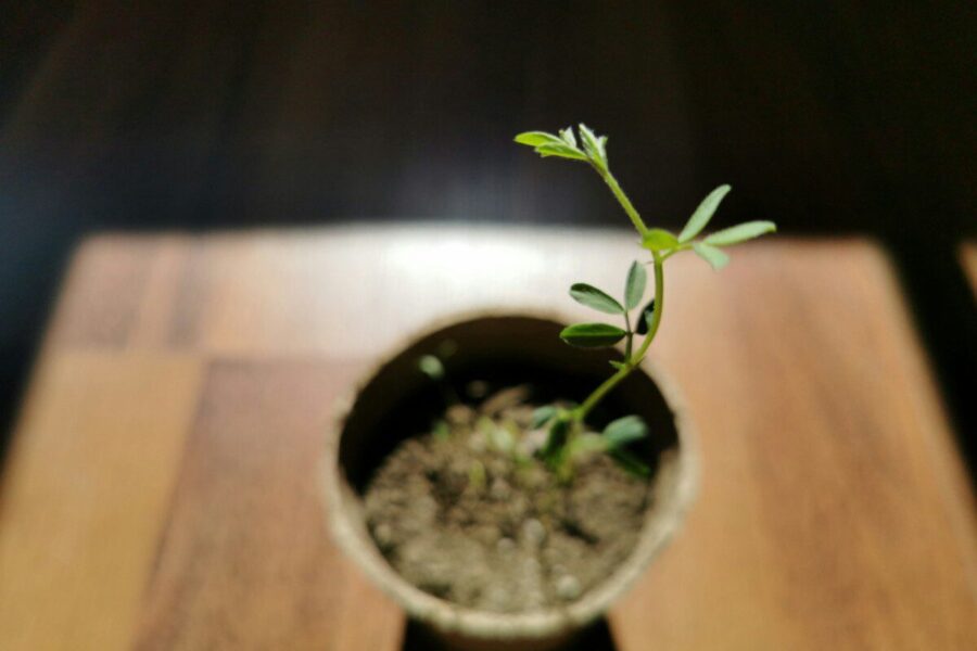 Dabar geriausias metas dauginti hortenzijas: sužinokite, kaip iš vieno krūmo užsiauginti kelis