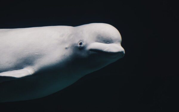 Netikėtas atradimas apie belugas: jų poravimosi strategija laužo senas taisykles