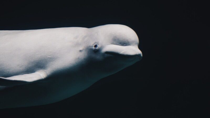 Netikėtas atradimas apie belugas: jų poravimosi strategija laužo senas taisykles