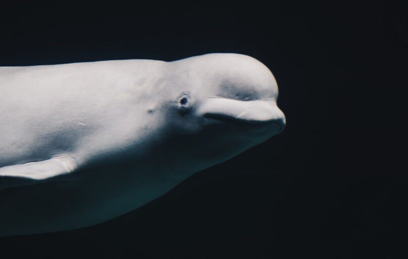 white underwater animal