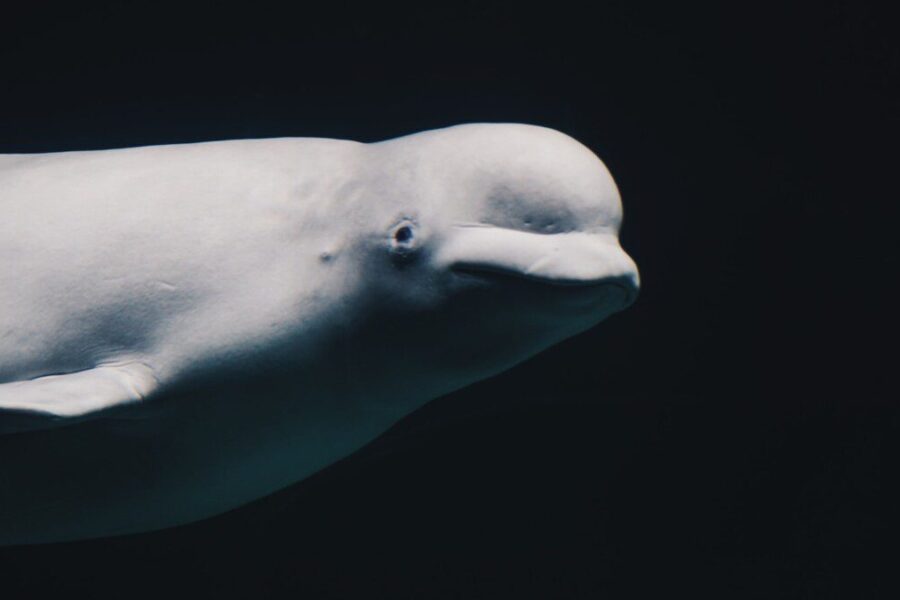 white underwater animal
