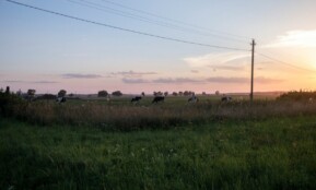 green grass field under blue sky during daytime