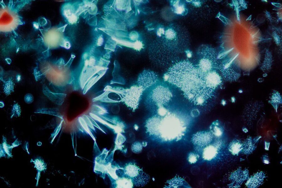 Be šviesos ir be ribų: giliai po vandenynu rastas mikrobas meta iššūkį mūsų supratimui apie gyvybę