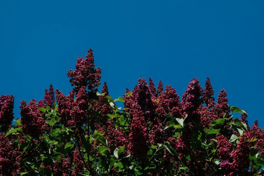 Davido budlėjos genėjimas pavasarį: paprastos taisyklės vešliam ir gausiam žydėjimui