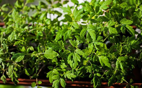 Pomidorų auginimas nuo sėklos iki stipraus daigo: optimalus laikas ir svarbiausios klaidos