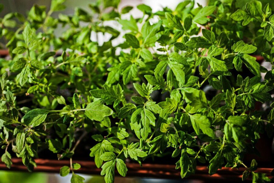 Pomidorų auginimas nuo sėklos iki stipraus daigo: optimalus laikas ir svarbiausios klaidos