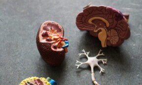 brown human organs learning equipment