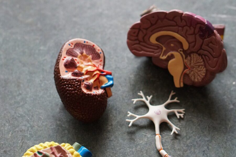 brown human organs learning equipment