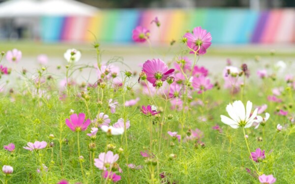 Ieškantiems nereiklių gėlių: kosmėjos stebina paprastumu ir gausiu žydėjimu be didelės priežiūros