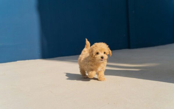 Palepinkite savo augintinį: 6 lengvai paruošiami naminiai skanėstai šunims iš paprastų produktų