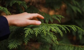 person touching the Arborvitae palm leaves