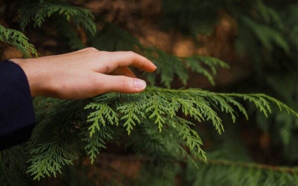 Neskubėkite genėti tujų po žiemos: viena klaida sustabdys jų augimą visam sezonui