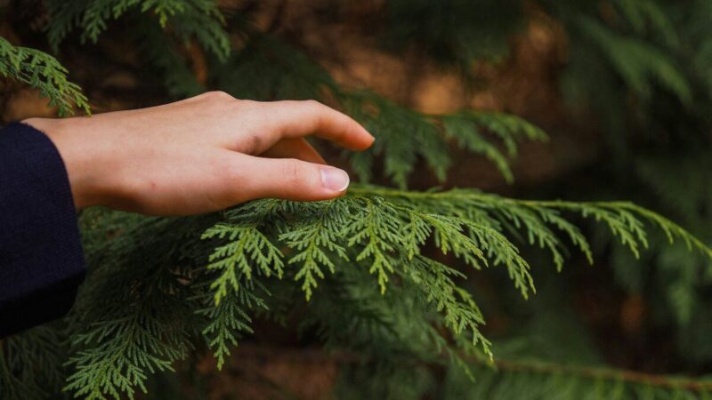 Neskubėkite genėti tujų po žiemos: viena klaida sustabdys jų augimą visam sezonui