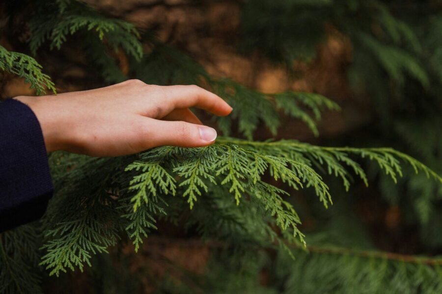person touching the Arborvitae palm leaves