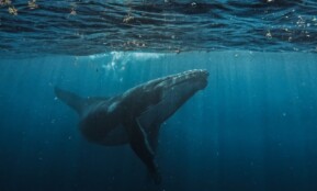a humpback whale swims beneath the surface of the water