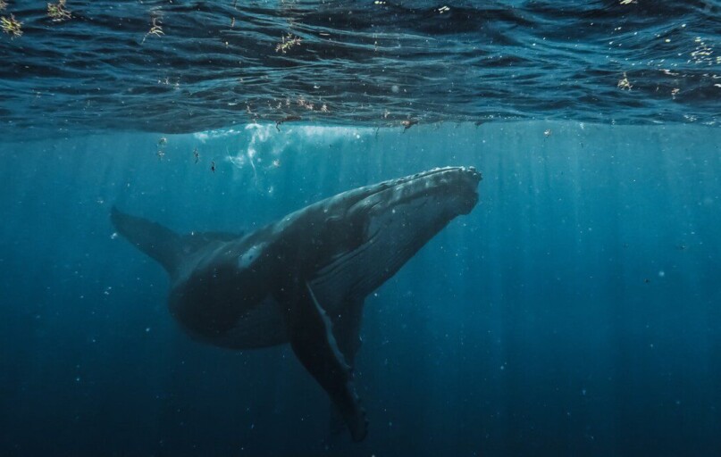 a humpback whale swims beneath the surface of the water