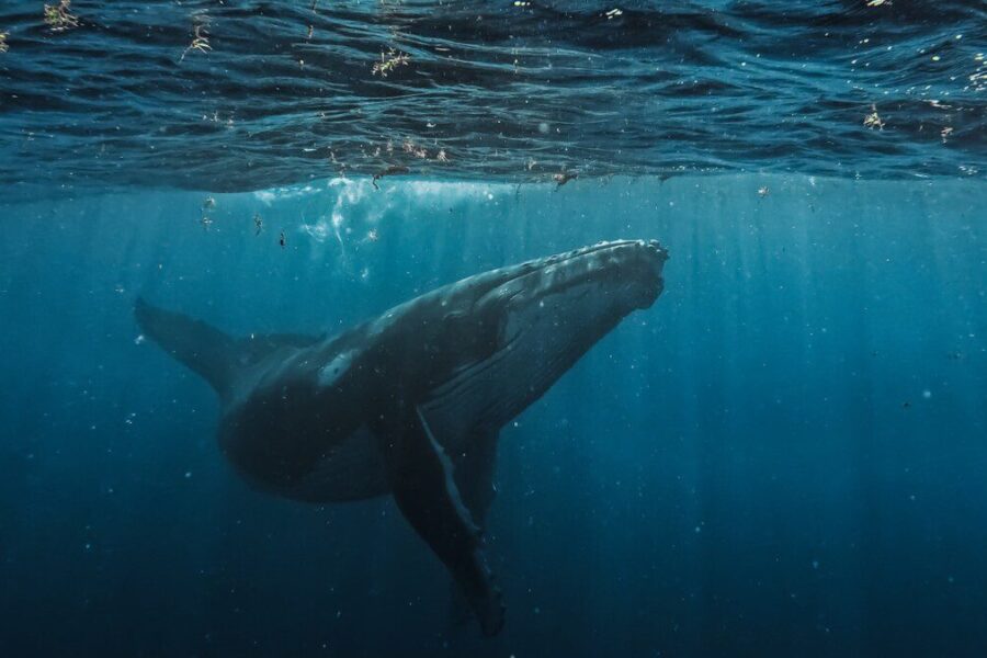 a humpback whale swims beneath the surface of the water