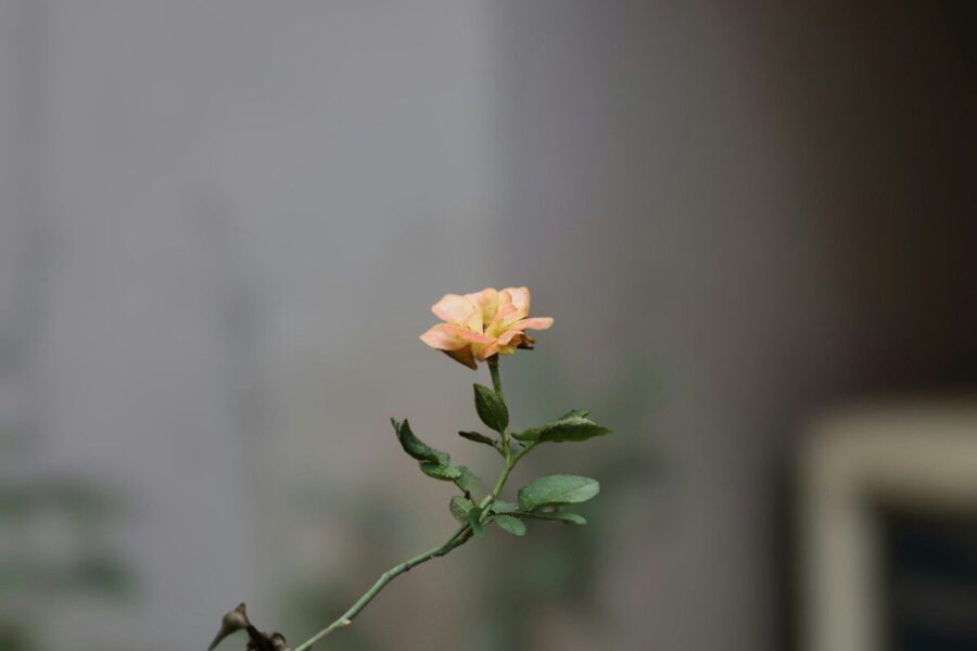 Rožių dauginimas žingsnis po žingsnio: paprastas metodas, padedantis išvengti puvimo