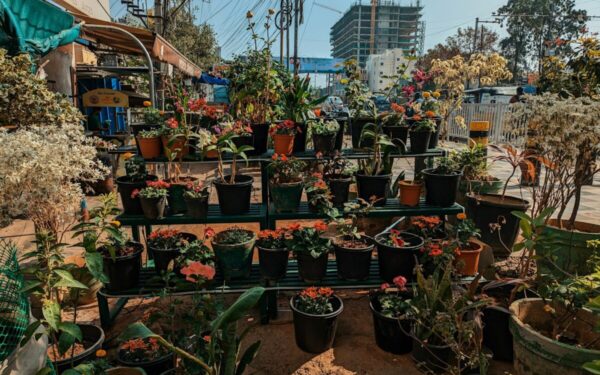 Tobulas pasirinkimas tingesniems sodininkams: šios gėlės beveik nereikalauja dėmesio