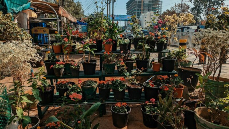 Tobulas pasirinkimas tingesniems sodininkams: šios gėlės beveik nereikalauja dėmesio