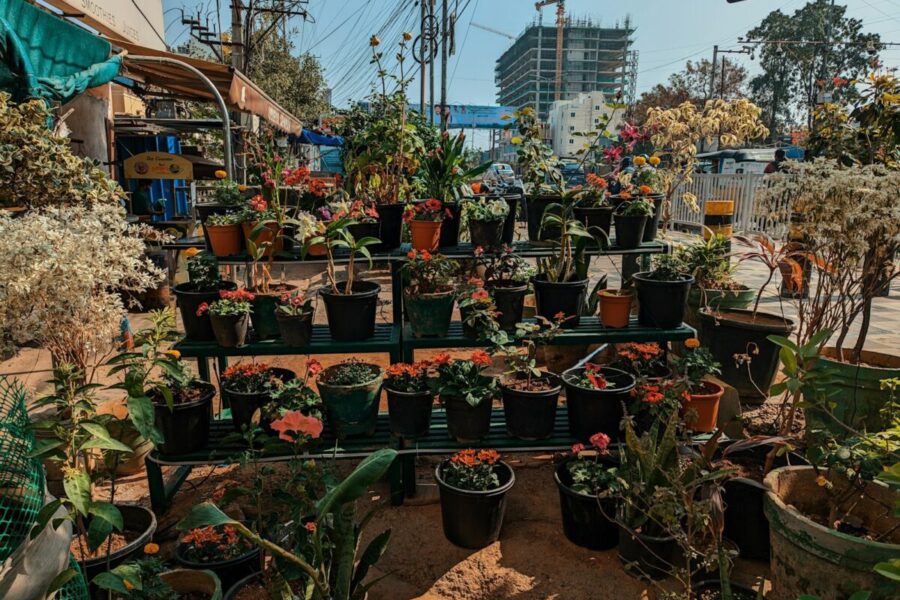 Tobulas pasirinkimas tingesniems sodininkams: šios gėlės beveik nereikalauja dėmesio