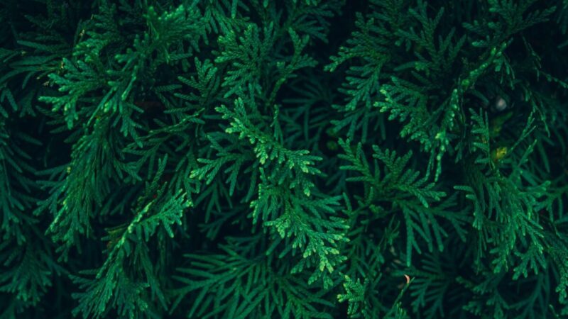 Pamirškite brangias trąšas: paprastas būdas greitai atgaivinti tujas po šalto sezono