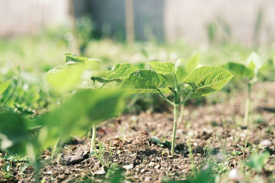 Ekologiškas pupelių daiginimas namuose: triukas, kuris nustebins pradedančiuosius