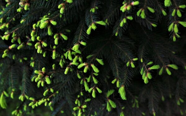 Spygliuočių būklė po žiemos: sodininkų patarimai, kaip atskirti, ar reikia papildomo maitinimo