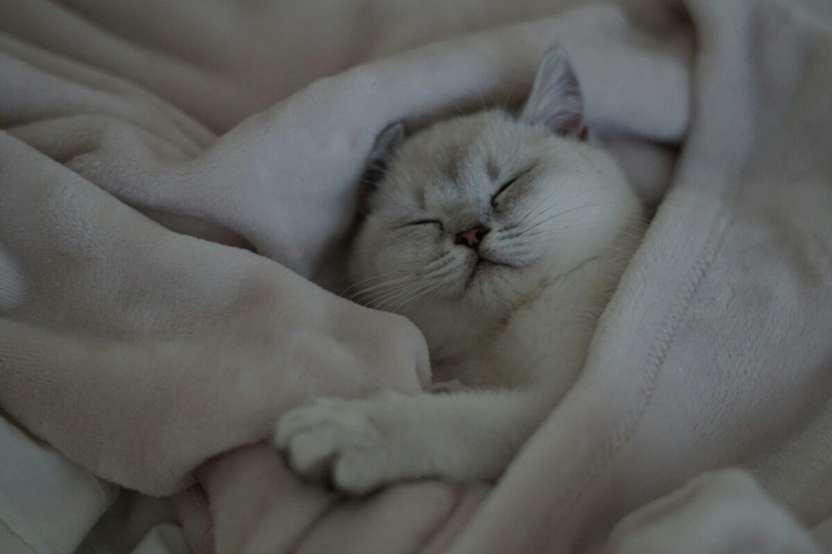 Kol miegate, smegenys kovoja: tyrimas sieja kokybišką miegą su lėtesniu Alzheimerio ligos progresu