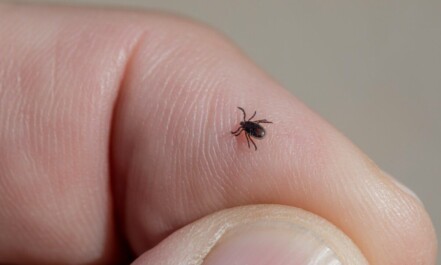 a small black insect sitting on top of a persons finger
