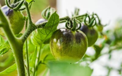 Stiprūs daigai prasideda čia: patarimai sodininkams, kaip teisingai pikuoti pomidorus