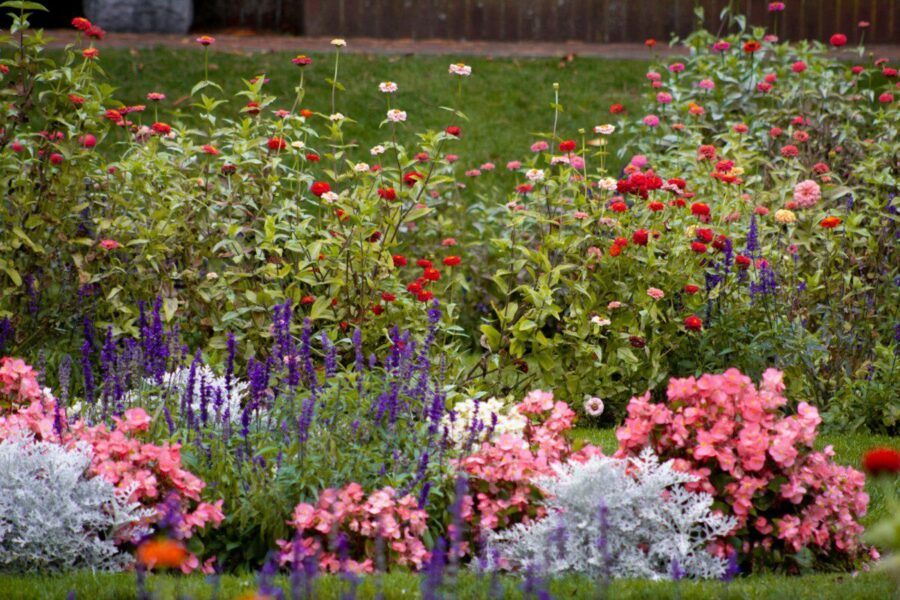 Dekoratyvus gėlynas visą vasarą: keturi augalai, kurie užtikrina žydėjimą nuo pavasario iki šalnų